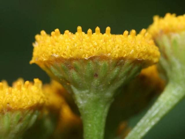 شیشا Tanacetum vulgare Chrysanthemum vulgare 4